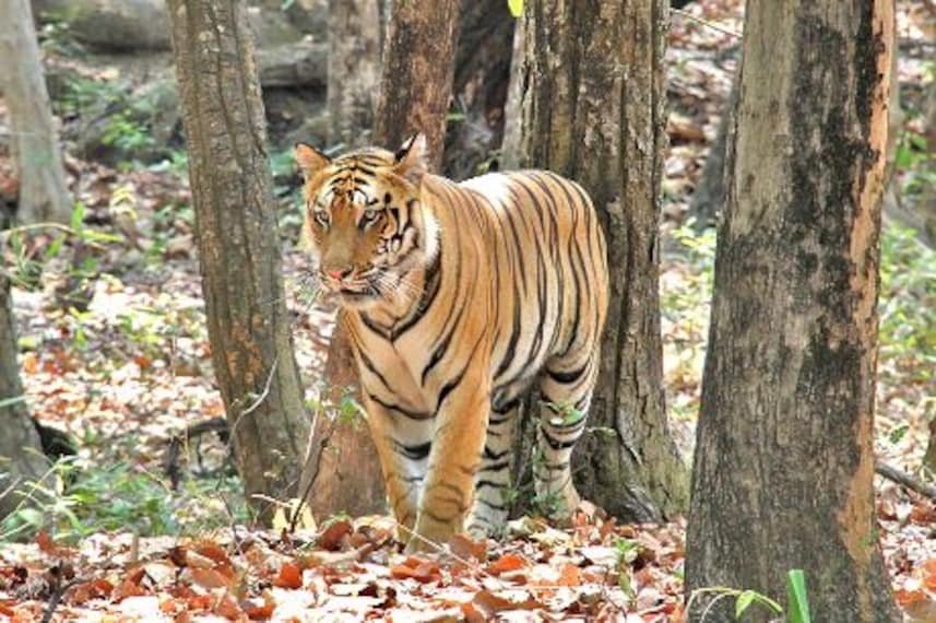 Tiger Safari-5